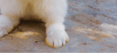 Rectangle