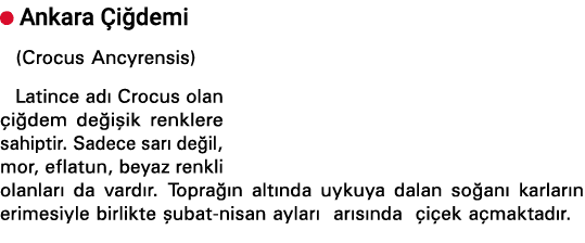  Ankara Çiğdemi (Crocus Ancyrensis) Latince adı Crocus olan çiğdem değişik renklere sahiptir  Sadece sarı değil, mor,   