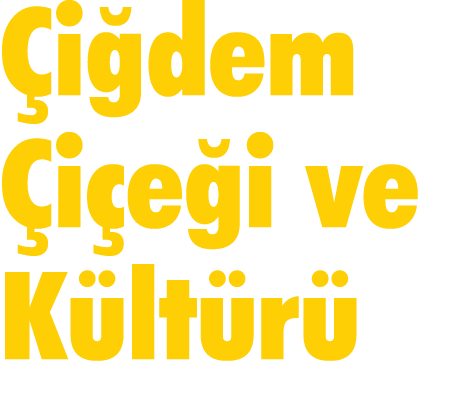 Çiğdem Çiçeği ve Kültürü
