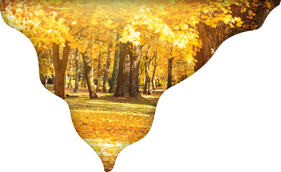 Autumn scenery  Beautiful gold fall in park 