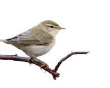 An amazing closeup selective focus shot of a common nightingale