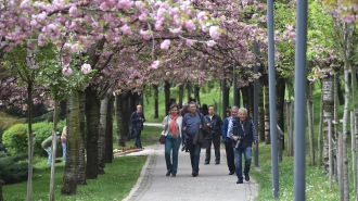 DİKMEN VADİSİ’NDE SAKURA ŞENLİĞİ