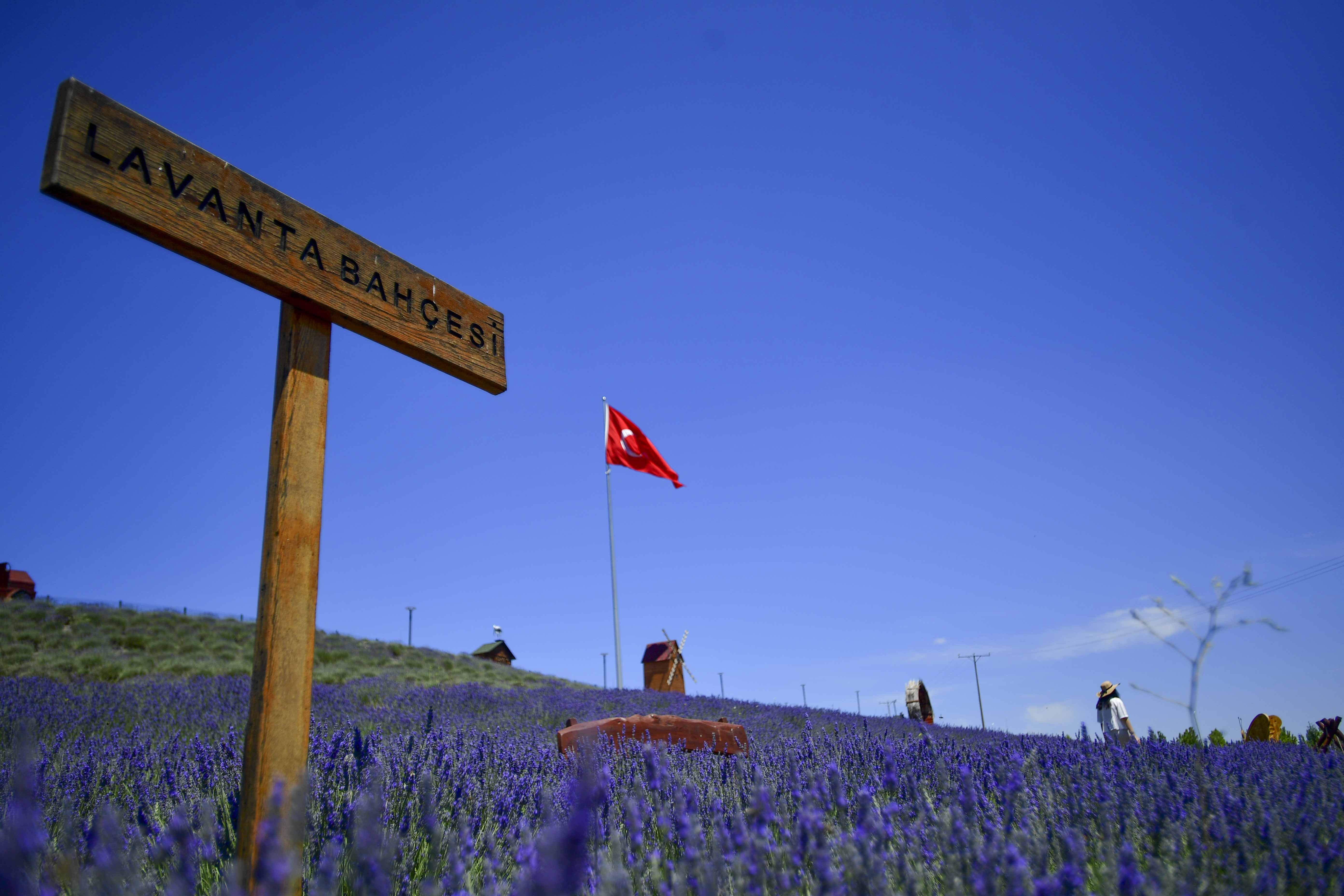 BAŞKENT LAVANTA KOKUYOR
