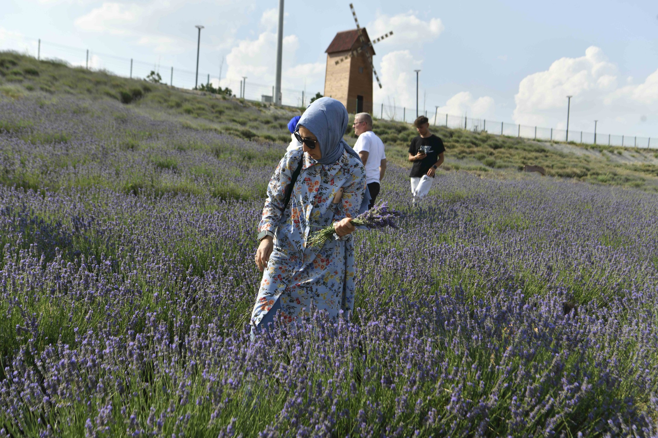 ATA ÇİFTLİĞİ’NDE LAVANTA HASAT ŞENLİĞİ