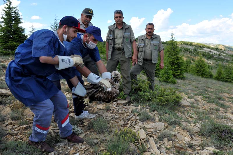 "ŞAH KARTALI ALPASLAN" ÖZGÜRLÜĞÜNE KAVUŞTU