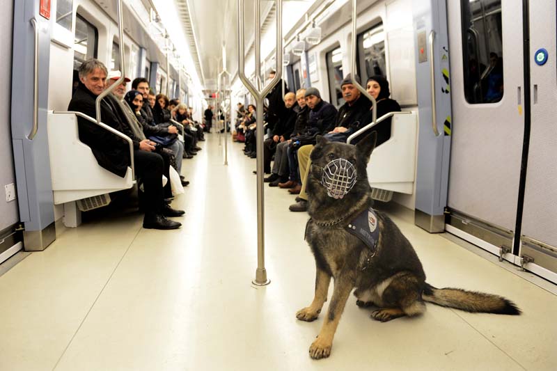 METRODA, K-9 KÖPEKLERİYLE GÜVENLİK