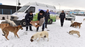 SOKAK HAYVANLARI BÜYÜKŞEHİR KORUMASINDA