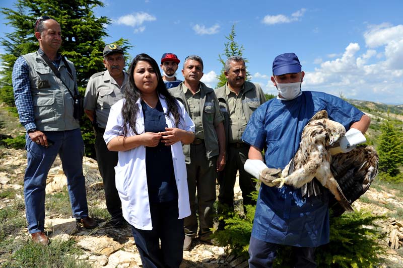 "ŞAH KARTALI ALPASLAN" ÖZGÜRLÜĞÜNE KAVUŞTU