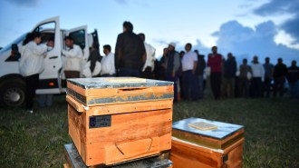 BAŞKENT’TE ARICILARIN YÜZÜ GÜLÜYOR
