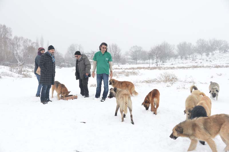 BÜYÜKŞEHİR'DEN, SOKAK HAYVANLARINA GIDA DESTEĞİ