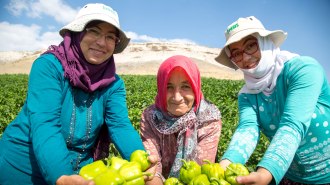BÜYÜKŞEHİR’İN SEBZE FİDESİ VE SALATALIK TOHUMU DESTEĞİ BAŞLIYOR