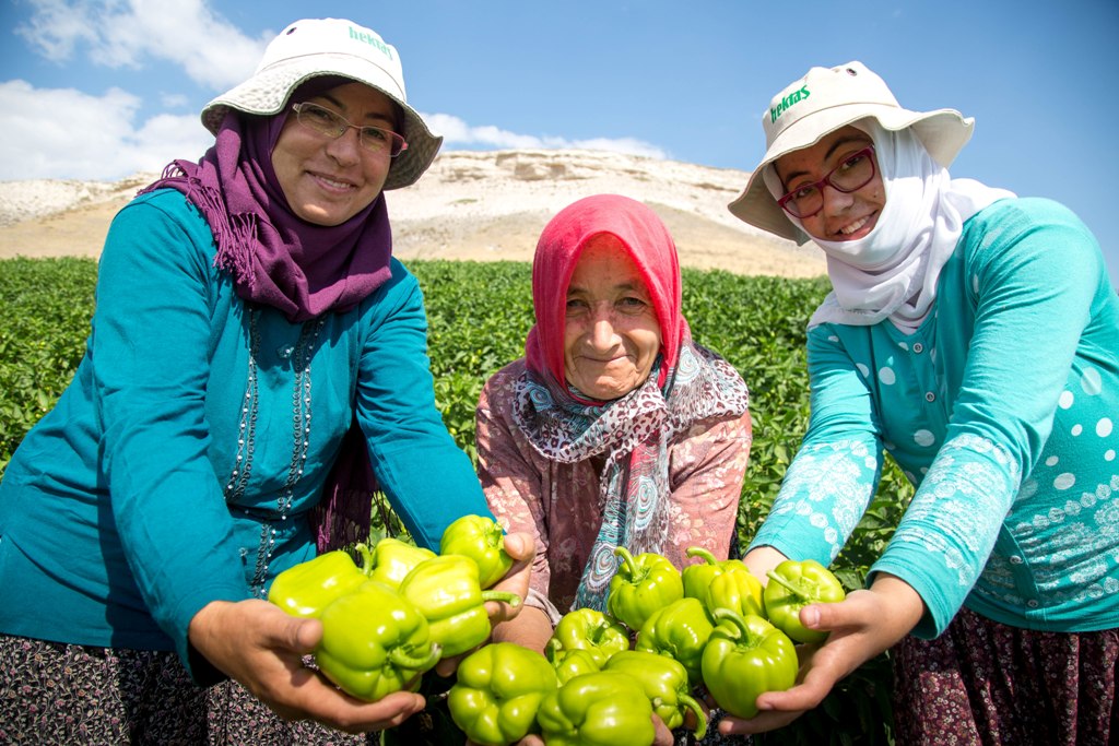 BÜYÜKŞEHİR’İN SEBZE FİDESİ VE SALATALIK TOHUMU DESTEĞİ BAŞLIYOR