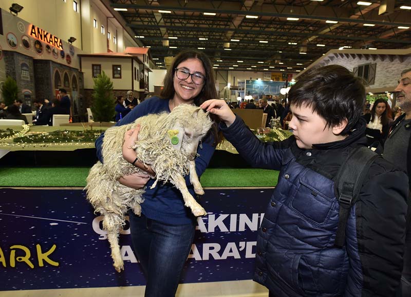 EMITT'İN GÖZDESİ, ANKARA KEÇİLERİ
