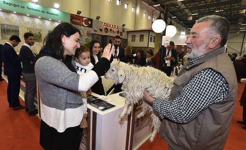 EMITT'İN GÖZDESİ, ANKARA KEÇİLERİ