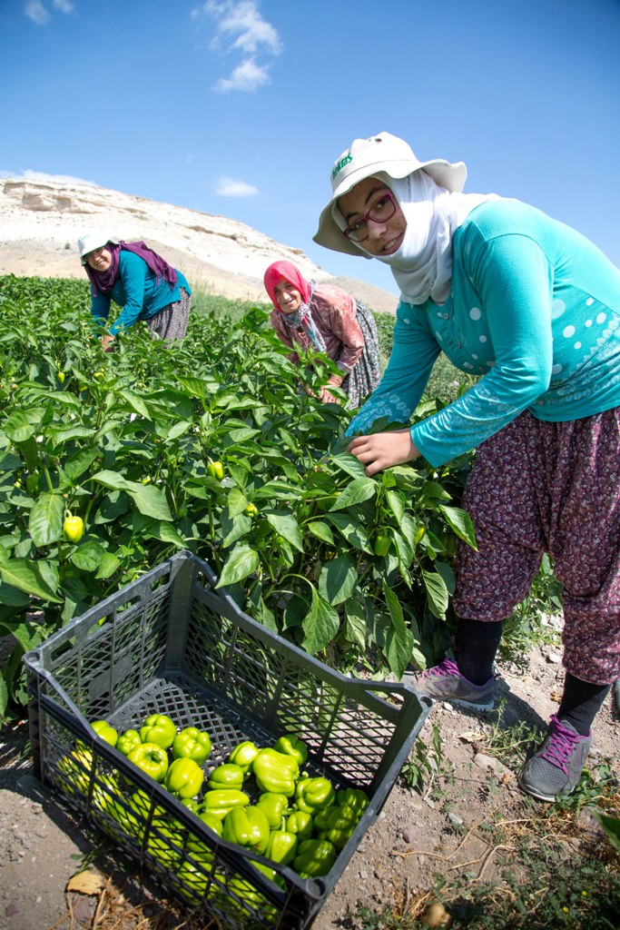 BÜYÜKŞEHİR’İN SEBZE FİDESİ VE SALATALIK TOHUMU DESTEĞİ BAŞLIYOR