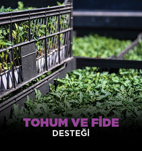 Tohum Ve Fide Desteği