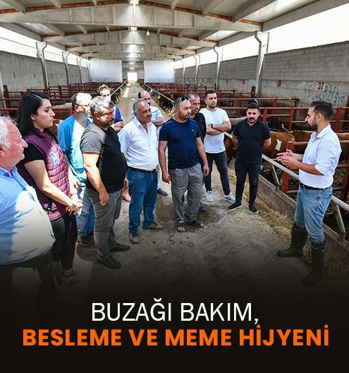 Buzağı Bakım, Besleme Ve Meme Hijyeni