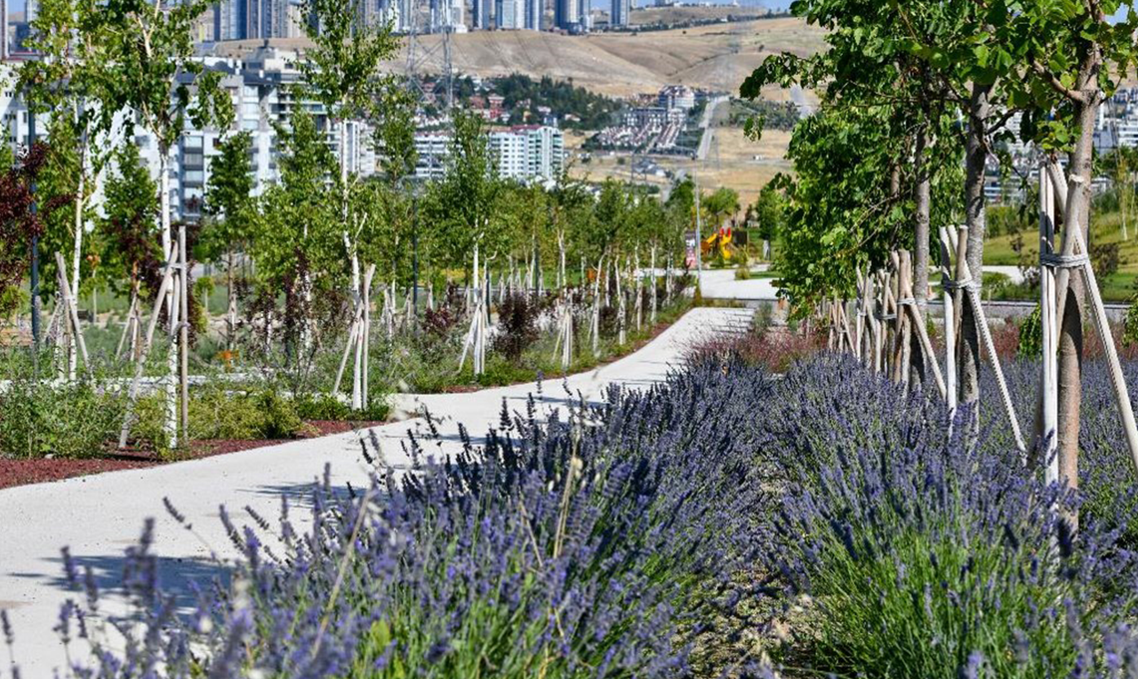 Şehit Hüseyin Doğan Lavanta Parkı