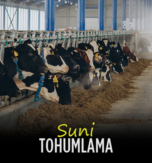 Suni Tohumlama Desteği