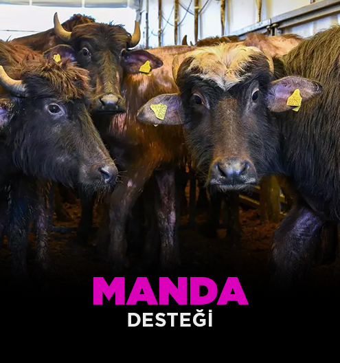 Manda Desteği