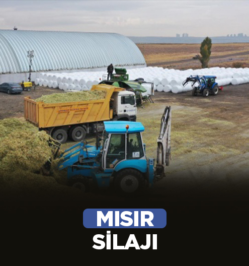 Mısır Silajı
