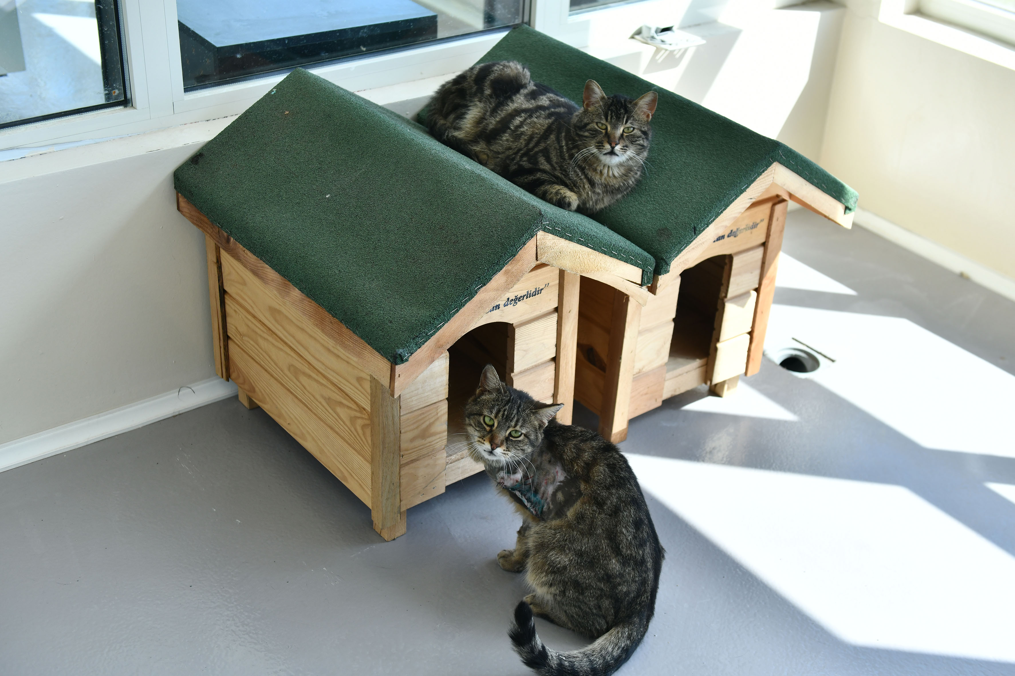 Sincan Hayvan Bakımevi ve Kedi Tedavi Rehabilitasyon Merkezi