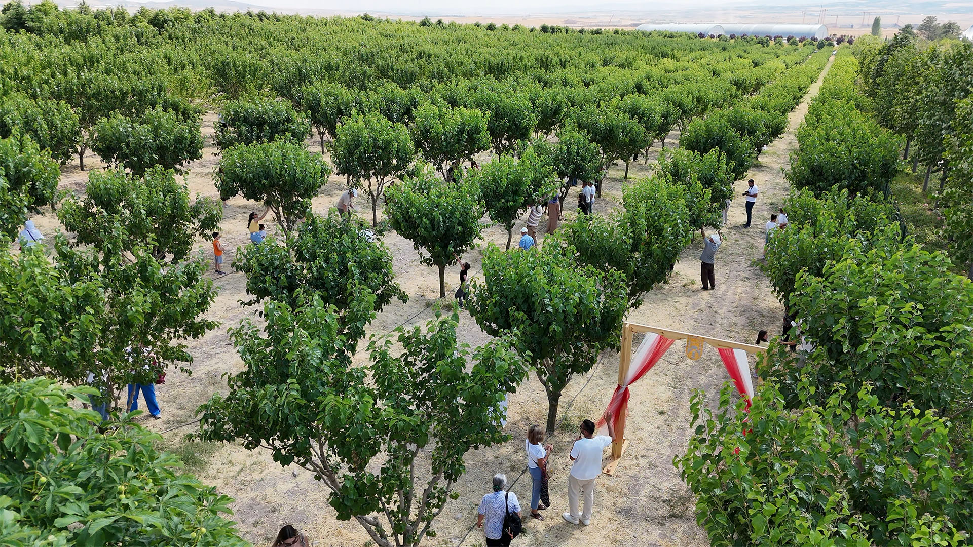 BAŞKENTLİLER ATA ÇİFTLİĞİ’NDE HASAT YAPTI